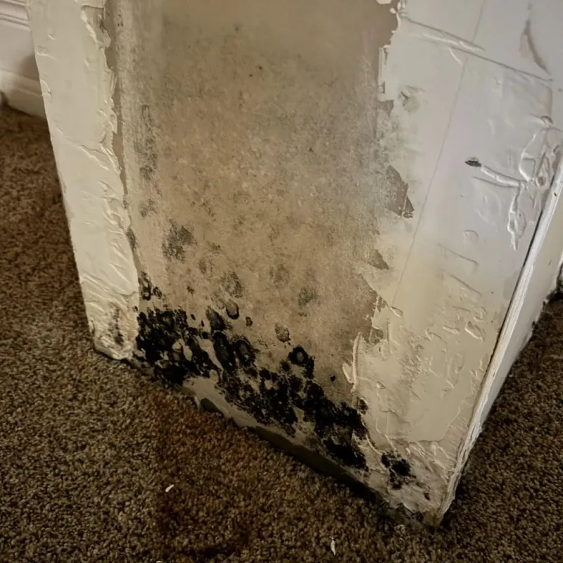 Professional Mold Removal in Mathis, TX